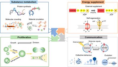 Modularize and Unite: Toward Creating a Functional Artificial Cell